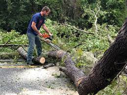 Best Storm Damage Tree Cleanup  in Terrace Heights, WA